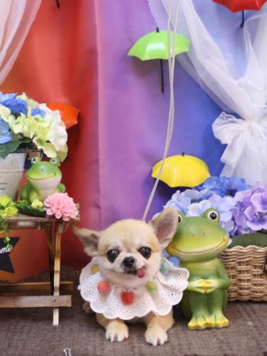 20230616momoちゃん